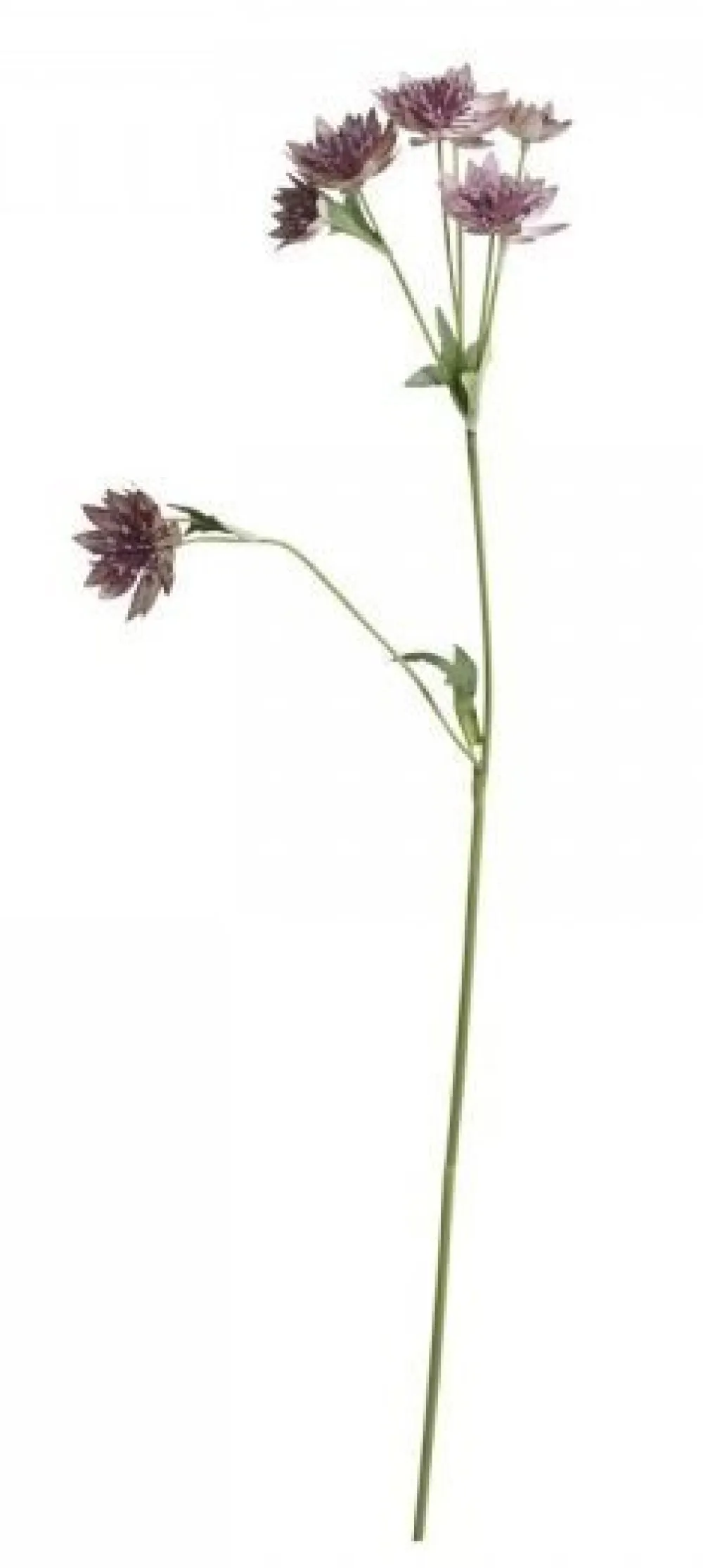 Chic Antique Kunstblumen & Kunstpflanzen-Fleur Distel 4