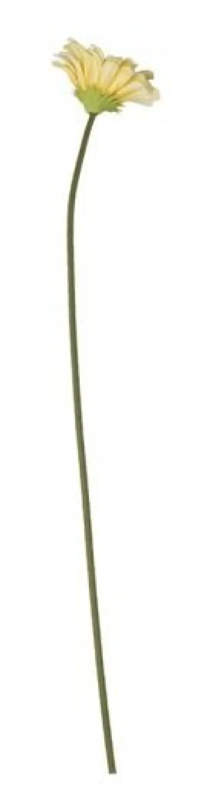 Chic Antique Kunstblumen & Kunstpflanzen-Fleur Gerbera