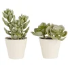 IB Laursen Kunstblumen & Kunstpflanzen-Künstliche Sukkulente 2er Set im Topf Sedum und Echeverie