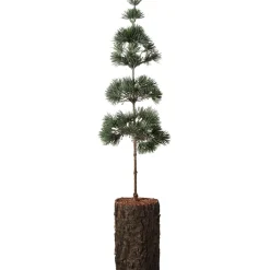 IB Laursen Kunstblumen & Kunstpflanzen|Weihnachtsdeko-Zedernbaum künstlich aufgestammt mit Rindenfuß
